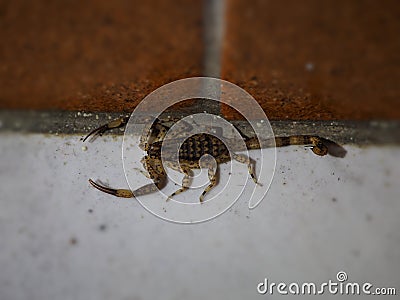 Scorpion mÃ¢le Isometrus maculatus avec ses pinces et son dare pour chasser Stock Photo